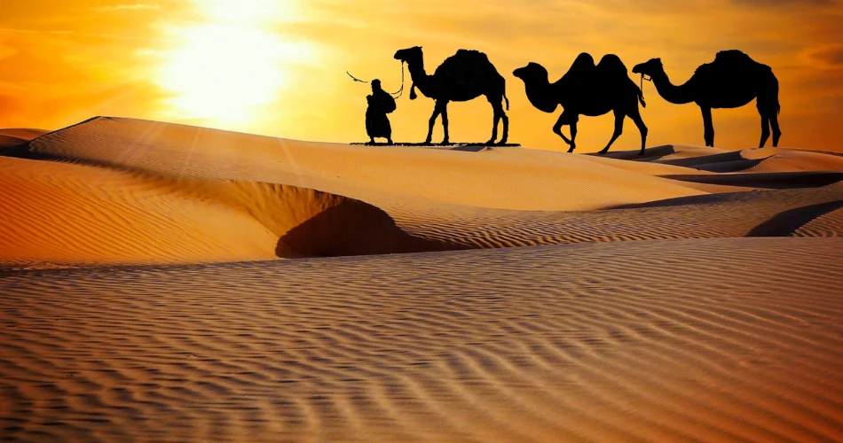 Into the Wild: Desert Safari Adventure in Kuwait